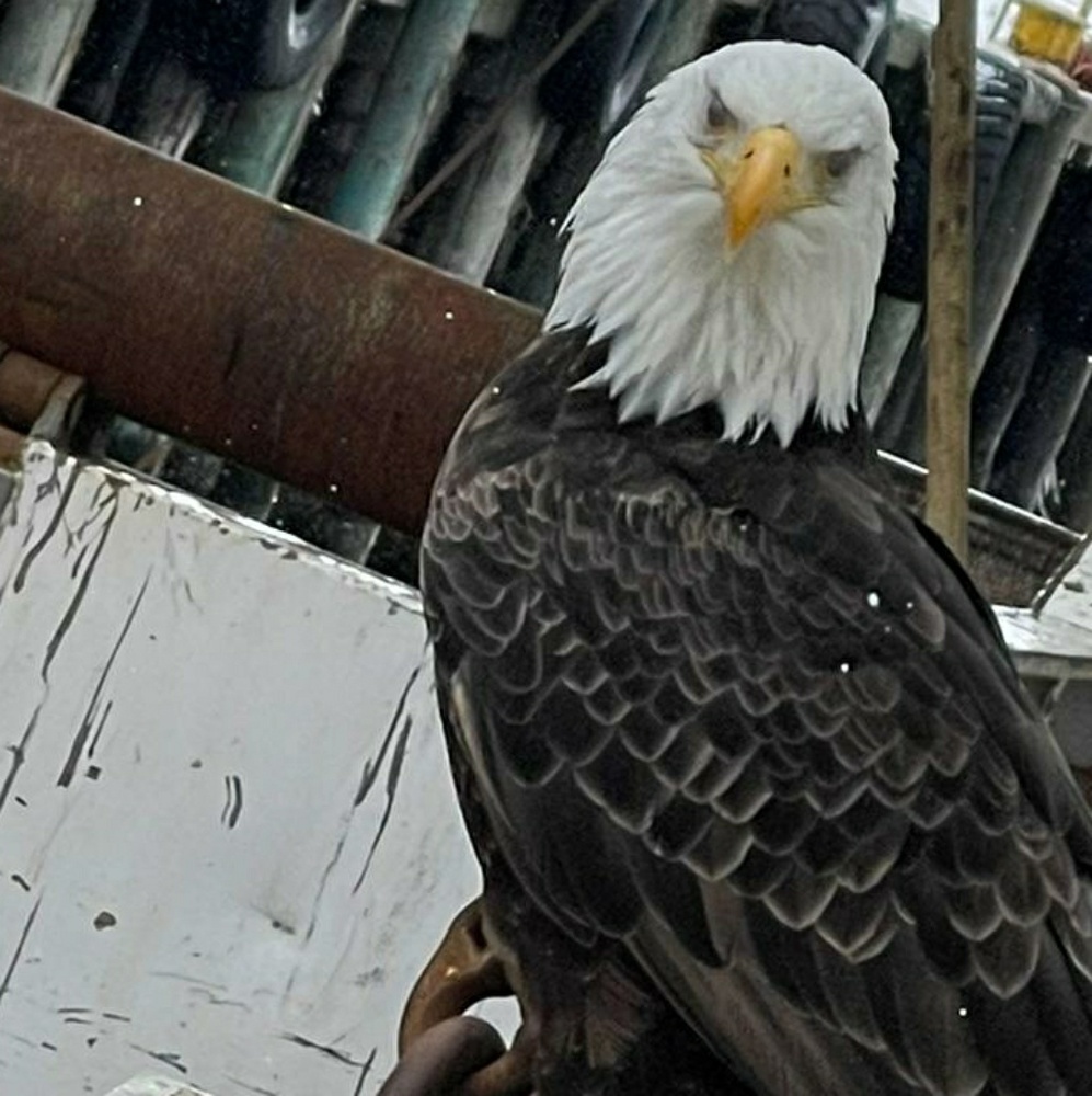 Meet your Posher, Maribel